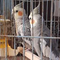 عروس هلندی