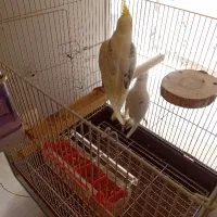 جوجه عروس هلندی لوتینودوکت