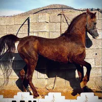 اسب سواری کوهدشت (مجموعه تفریحی)|خدمات آموزشی|کوهدشت, |دیوار