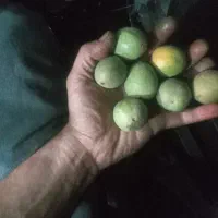 گردو تازه با پوست سبز