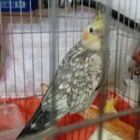 دو عدد عروس هلندی تخفیف هم داره دستی