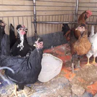 تخم نطفه دار (تخم خروسی)|حیوانات مزرعه|خمینی‌شهر, |دیوار