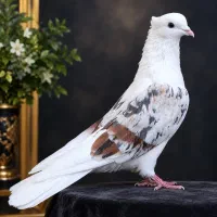 نرپلنگ ونررکابی یکه