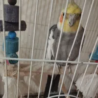 عروس هلندی نر|پرنده|شمیل, |دیوار