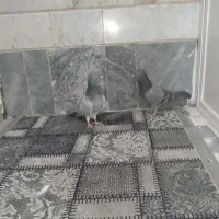 کفتر سبز دوخط و ماده سین دم سیاه|پرنده|قم, نیروگاه|دیوار