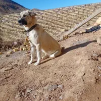 فروشی|سگ|شیرینسو, |دیوار