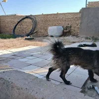 سگ پاکوتاه|سگ|قزوین, |دیوار