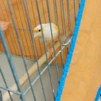 قناری نر|پرنده|پاکدشت, شهرک امام رضا|دیوار