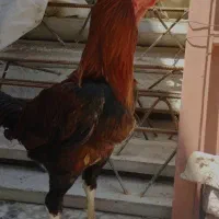 خروس لاری اصیل