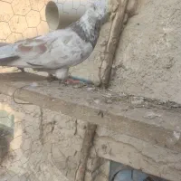 کبوتر