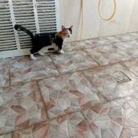 سرپرستی قبول میکنم|گربه|قم, زینبیه|دیوار