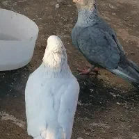 کبوتر نقره ای کاکلی|پرنده|سبزوار, امیر کبیر|دیوار