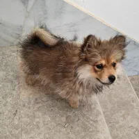 سگ پامر روباهی عروسکی|سگ|اصفهان, شهرک میلاد|دیوار