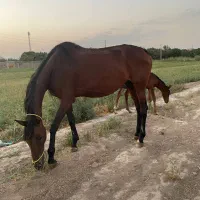 فروشی|اسب و تجهیزات اسب‌سواری|ورامین, ریحان آباد|دیوار