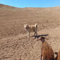 سگ عراقی|سگ|ماهنشان, |دیوار