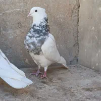 کبوتر طوقی زرین|پرنده|شاهین‌شهر, عطار|دیوار