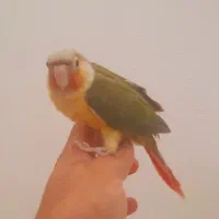 گرینچیک سرلاکی