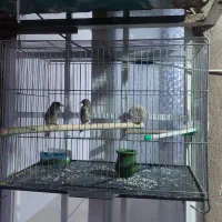 سهره معاوضه  میکنم