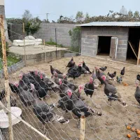 فروش بقلمون محلی