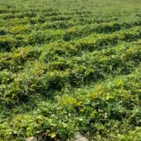 نهال توت فرنگی سابرینا