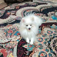 فروش سگ پامرئین برای|سگ|بندرعباس, |دیوار