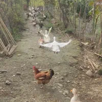 حیوانات مزرعه فوق العاده سالم