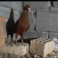 کبوتر،سرخ وزرد