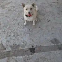 پاکوتاه اصل ماده