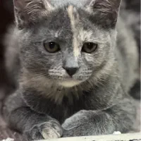 واگذاری بچه گربه