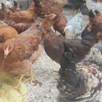 مرغ و خروس محلی|حیوانات مزرعه|بهبهان, |دیوار