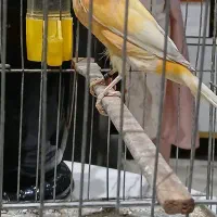 ۳ عدد قناری نر رسمی بخون