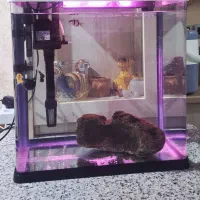 **آکواریوم**|ماهی|شیراز, دست خضر|دیوار