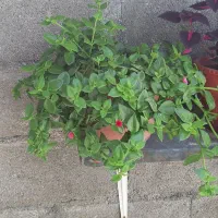 گل ناز یخی ۷۰هزار تومان|گل و گیاه طبیعی|شیروان (خراسان), |دیوار