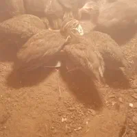 جوجه شاخدار زینتی روسی|حیوانات مزرعه|بم, |دیوار