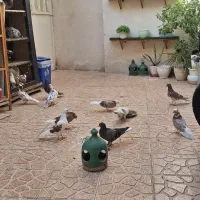 کبوتر