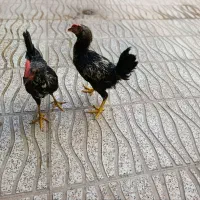 خروس ومرغ
