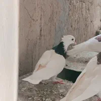 کبوتر طوقی|پرنده|زهک, |دیوار