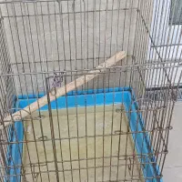قفس پرنده
