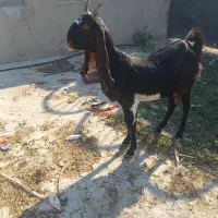 فروش بز کامروی درجه یک