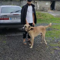 سگ سرابی ۱۲ماهه قیمت مناسب