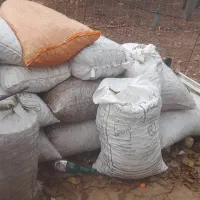 باسلام خدمت دوستان حدود سی کیسه بلوط درجه یک هست