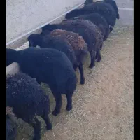 فروش ۱۰ عدد بره ماده قزیل افشار تماس