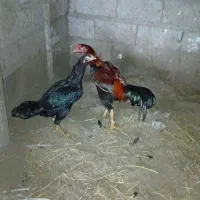 مرغ و خروس لاری|حیوانات مزرعه|رشت, توشیبا|دیوار
