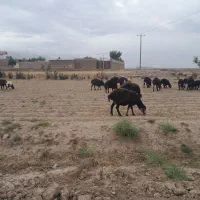 زمین ۸۳۰متر معاوضه با گوسفند