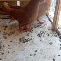 کبوتر دوعدد زرد سرخ ماده