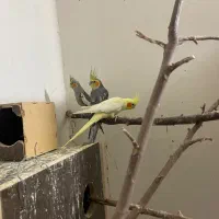 فروش سه عدد عروس هلندی