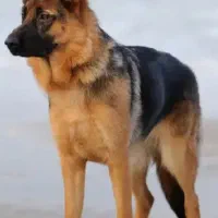 سگ ژرمن گم شده