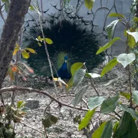 طاووس بالغ|پرنده|شاهرود, |دیوار