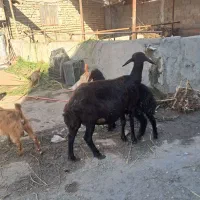 گوسفند بابره