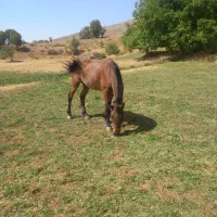 اسب|اسب و تجهیزات اسبسواری|بانه, |دیوار